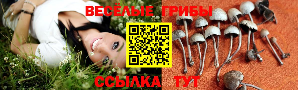 Брянск  Псилоцибиновые грибы Magic Shrooms  Галлюциногенные грибы GOLDEN TEACHER  Вход с VPN 